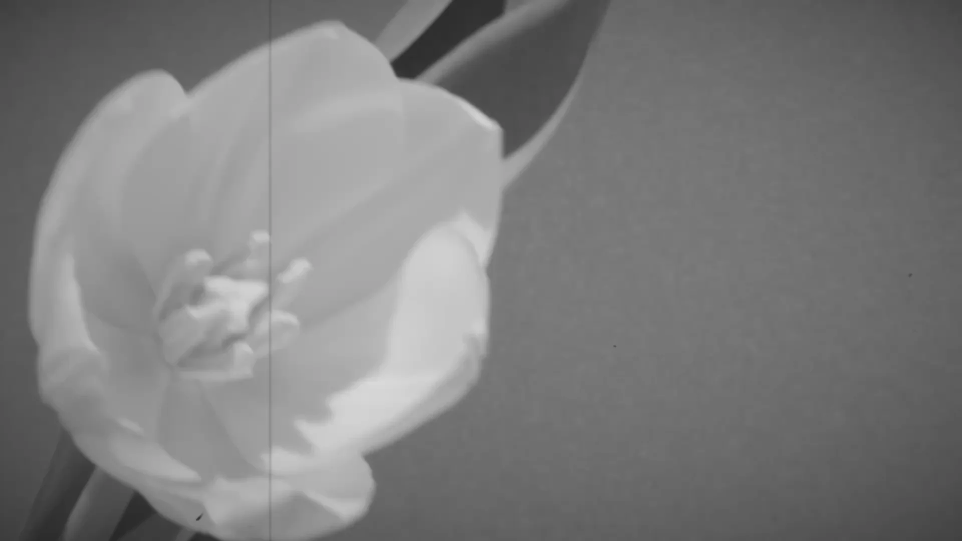 Own Your Luxury Legacy